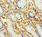 Prokineticin Receptor 1 antibody, orb25440, Biorbyt, Immunohistochemistry paraffin image 