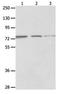 Melanoma-associated antigen D1 antibody, orb107411, Biorbyt, Western Blot image 