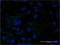 APOC3 antibody, LS-C196673, Lifespan Biosciences, Immunofluorescence image 