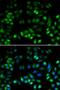 ARP antibody, LS-B13898, Lifespan Biosciences, Immunofluorescence image 