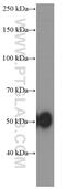 Alpha-1-antiproteinase antibody, 66135-1-Ig, Proteintech Group, Western Blot image 