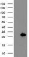 Latexin antibody, TA503644S, Origene, Western Blot image 