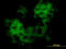 Keratin 33B antibody, LS-C197592, Lifespan Biosciences, Immunofluorescence image 