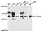 Solute Carrier Family 22 Member 6 antibody, MBS126647, MyBioSource, Western Blot image 