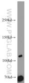 Synaptotagmin Like 2 antibody, 12359-1-AP, Proteintech Group, Western Blot image 