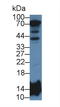 Histone Cluster 2 H2B Family Member E antibody, LS-C315046, Lifespan Biosciences, Western Blot image 