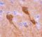 SULT4A1 antibody, MAB5826, R&D Systems, Immunohistochemistry paraffin image 