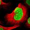 SUB1 Regulator Of Transcription antibody, PA5-51557, Invitrogen Antibodies, Immunofluorescence image 