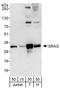 Chromatin Target Of PRMT1 antibody, A303-412A, Bethyl Labs, Western Blot image 