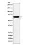 Methionine aminopeptidase 2 antibody, M03648-1, Boster Biological Technology, Western Blot image 