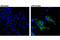 iNOS antibody, 13120S, Cell Signaling Technology, Immunocytochemistry image 