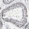 Zinc finger protein basonuclin-2 antibody, HPA018525, Atlas Antibodies, Immunohistochemistry frozen image 