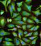 Discs Large MAGUK Scaffold Protein 1 antibody, ab3437, Abcam, Immunofluorescence image 