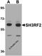 Putative E3 ubiquitin-protein ligase SH3RF2 antibody, 5887, ProSci, Western Blot image 