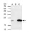 Caveolin-2 antibody, NBP1-31116, Novus Biologicals, Immunoprecipitation image 