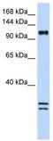NCK Associated Protein 1 Like antibody, TA342432, Origene, Western Blot image 