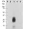 Calbindin 2 antibody, NBP2-50042, Novus Biologicals, Western Blot image 