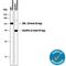 V5 epitope tag antibody, MAB8926, R&D Systems, Western Blot image 