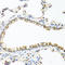 Rac Family Small GTPase 2 antibody, LS-C331286, Lifespan Biosciences, Immunohistochemistry paraffin image 