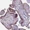 Mannosidase Alpha Class 1C Member 1 antibody, NBP2-14217, Novus Biologicals, Immunohistochemistry frozen image 