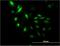 LUC7 Like antibody, H00055692-M05, Novus Biologicals, Immunofluorescence image 