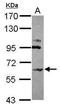 Carbohydrate sulfotransferase 15 antibody, PA5-31727, Invitrogen Antibodies, Western Blot image 