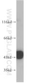 Enolase 1 antibody, 11204-1-AP, Proteintech Group, Western Blot image 