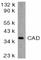 DNA Fragmentation Factor Subunit Beta antibody, AHP486, Bio-Rad (formerly AbD Serotec) , Western Blot image 