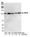 Ubiquitin Specific Peptidase 48 antibody, A301-190A, Bethyl Labs, Western Blot image 
