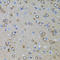 Gm13125 antibody, LS-C747717, Lifespan Biosciences, Immunohistochemistry paraffin image 