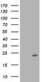 Interferon Induced Protein 35 antibody, TA503386, Origene, Western Blot image 