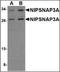 Nipsnap Homolog 3A antibody, orb89223, Biorbyt, Western Blot image 