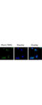 F-Box Protein 4 antibody, A08044, Boster Biological Technology, Immunocytochemistry image 