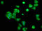 Cyclin Y antibody, LS-C674460, Lifespan Biosciences, Immunofluorescence image 