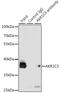 DD3 antibody, GTX55499, GeneTex, Immunoprecipitation image 