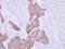 FRAT Regulator Of WNT Signaling Pathway 1 antibody, PA5-29145, Invitrogen Antibodies, Immunohistochemistry paraffin image 