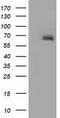 Alpha-fetoprotein antibody, TA501789, Origene, Western Blot image 