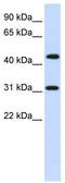 Zinc Finger Protein 684 antibody, TA337881, Origene, Western Blot image 