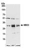 Methyl-CpG Binding Domain Protein 3 antibody, A302-529A, Bethyl Labs, Western Blot image 