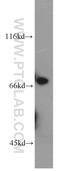 Collagen Type XXIII Alpha 1 Chain antibody, 14337-1-AP, Proteintech Group, Western Blot image 