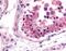 Nuclear Respiratory Factor 1 antibody, orb86463, Biorbyt, Immunohistochemistry paraffin image 