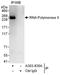 RNA Polymerase II antibody, A303-835A, Bethyl Labs, Immunoprecipitation image 
