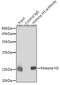 Histone H3.1t antibody, GTX55659, GeneTex, Immunoprecipitation image 