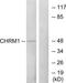 Acetylcholine Receptor antibody, TA311803, Origene, Western Blot image 