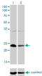 HAP3 antibody, LS-C197778, Lifespan Biosciences, Western Blot image 