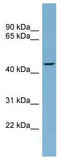 F-Box Protein 4 antibody, TA329825, Origene, Western Blot image 