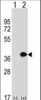 Myeloid Leukemia Factor 1 antibody, LS-C164213, Lifespan Biosciences, Western Blot image 