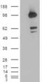 CUB Domain Containing Protein 1 antibody, EB05267, Everest Biotech, Western Blot image 