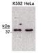 Endonuclease III-like protein 1 antibody, TA309777, Origene, Western Blot image 
