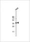 PKAc alpha antibody, MBS9208234, MyBioSource, Western Blot image 